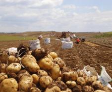 VBP Agropecuário do Paraná cresce 11% em 2023 e alcança R$ 197,8 bilhões