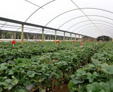 VBP Agropecuário do Paraná cresce 11% em 2023 e alcança R$ 197,8 bilhões