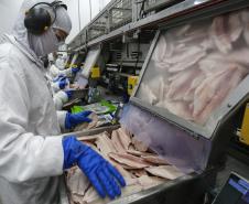 Com tilápia em alta, exportação paranaense de pescados cresceu 20% no 1º semestre de 2024