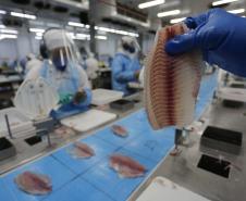 Com tilápia em alta, exportação paranaense de pescados cresceu 20% no 1º semestre de 2024