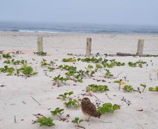 Mais biodiversidade no Litoral do Paraná: corujas-buraqueiras fazem tocas ao longo da nova Orla de Matinhos