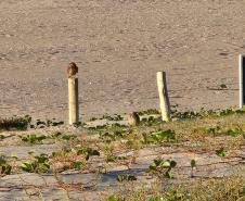 Mais biodiversidade no Litoral do Paraná: corujas-buraqueiras fazem tocas ao longo da nova Orla de Matinhos