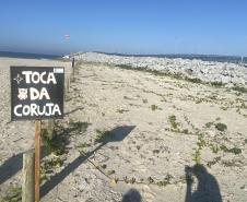 Mais biodiversidade no Litoral do Paraná: corujas-buraqueiras fazem tocas ao longo da nova Orla de Matinhos
