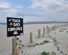 Mais biodiversidade no Litoral do Paraná: corujas-buraqueiras fazem tocas ao longo da nova Orla de Matinhos