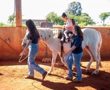 Criado há 9 anos, núcleo da UENP se destaca por terapia com cavalos