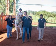 Criado há 9 anos, núcleo da UENP se destaca por terapia com cavalos