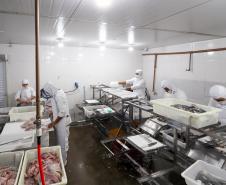 O governador em exercício Darci Piana recebeu o ministro da Pesca e Aquicultura, André de Paula, em uma visita a produtores de tilápia em Alvorada do Sul e Bela Vista do Paraíso, na região Norte do Paraná, nesta segunda-feira (15).