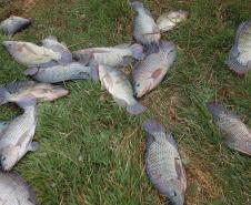 O governador em exercício Darci Piana recebeu o ministro da Pesca e Aquicultura, André de Paula, em uma visita a produtores de tilápia em Alvorada do Sul e Bela Vista do Paraíso, na região Norte do Paraná, nesta segunda-feira (15).