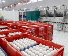 Comércio com 36 países: Paraná tem melhor semestre da história na exportação de ovos