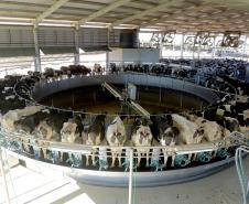 Produção paranaense de frangos, suínos, ovos e leite cresce acima da média nacional