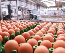 47 países: exportação de ovos do Paraná cresce 31,8% de janeiro a setembro