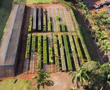  Reflorestamento urbano: Estado plantou 123 mil mudas de espécies nativas em 67 cidades