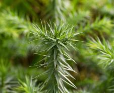  Reflorestamento urbano: Estado plantou 123 mil mudas de espécies nativas em 67 cidades