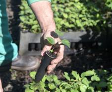  Reflorestamento urbano: Estado plantou 123 mil mudas de espécies nativas em 67 cidades