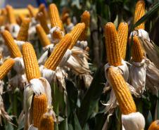 https://www.aen.pr.gov.br/Noticia/Governo-entrega-R-27-milhoes-em-equipamentos-para-colegios-agricolas-durante-o-Show-Rural