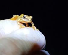 2 mil toneladas de aço, sapo raro e muito gelo na obra: as curiosidades da Ponte de Guaratuba