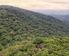 Paraná reduziu em 95% o desmatamento ilegal da Mata Atlântica entre 2021 e 2024, de acordo com dados do Instituto Água e Terra Foto: Denis Ferreira Netto/SEDEST-PR