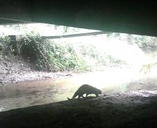 2 mil toneladas de aço, sapo raro e muito gelo na obra: as curiosidades da Ponte de Guaratuba