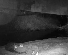 2 mil toneladas de aço, sapo raro e muito gelo na obra: as curiosidades da Ponte de Guaratuba