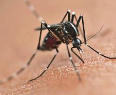 Vacinação contra a dengue é ampliada para mais 102 municípios do Paraná