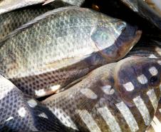 Receita na exportação de pescados do Paraná cresce mais de 4.600% em cinco anos Foto: Jaelson Lucas/Arquivo AEN