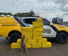 Com aumento de 155%, Paraná bate recorde de apreensão de drogas no 1º trimestre Foto: SESP