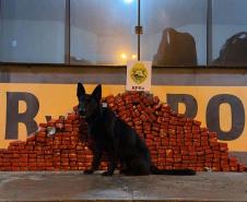 Com aumento de 155%, Paraná bate recorde de apreensão de drogas no 1º trimestre Foto: SESP