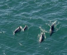 Recuperação de áreas verdes, combate ao desmatamento, cuidados com a água e a fauna e destinação correta dos resíduos sólidos: os indicadores que transformaram o Paraná em referência na proteção ao meio ambiente.