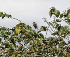 Recuperação de áreas verdes, combate ao desmatamento, cuidados com a água e a fauna e destinação correta dos resíduos sólidos: os indicadores que transformaram o Paraná em referência na proteção ao meio ambiente.