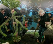 Curitiba, 24 de junho de 2025 - O governador em exercício Darci Piana plantou, no Dia Nacional da Araucária, nos jardins do Palácio Iguaçu, uma muda clonada de uma Araucaria angustifolia com cerca de 700 anos. Foto: Roberto Dziura Jr/AEN