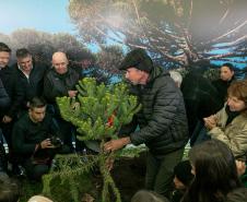 Curitiba, 24 de junho de 2025 - O governador em exercício Darci Piana plantou, no Dia Nacional da Araucária, nos jardins do Palácio Iguaçu, uma muda clonada de uma Araucaria angustifolia com cerca de 700 anos. Foto: Roberto Dziura Jr/AEN