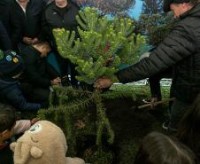 Curitiba, 24 de junho de 2025 - O governador em exercício Darci Piana plantou, no Dia Nacional da Araucária, nos jardins do Palácio Iguaçu, uma muda clonada de uma Araucaria angustifolia com cerca de 700 anos. Foto: Roberto Dziura Jr/AEN