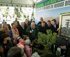 Curitiba, 24 de junho de 2025 - O governador em exercício Darci Piana plantou, no Dia Nacional da Araucária, nos jardins do Palácio Iguaçu, uma muda clonada de uma Araucaria angustifolia com cerca de 700 anos. Foto: Roberto Dziura Jr/AEN