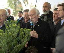 Curitiba, 24 de junho de 2025 - O governador em exercício Darci Piana plantou, no Dia Nacional da Araucária, nos jardins do Palácio Iguaçu, uma muda clonada de uma Araucaria angustifolia com cerca de 700 anos. Foto: Roberto Dziura Jr/AEN