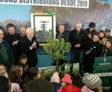 Curitiba, 24 de junho de 2025 - O governador em exercício Darci Piana plantou, no Dia Nacional da Araucária, nos jardins do Palácio Iguaçu, uma muda clonada de uma Araucaria angustifolia com cerca de 700 anos. Foto: Roberto Dziura Jr/AEN
