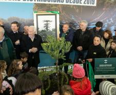 Curitiba, 24 de junho de 2025 - O governador em exercício Darci Piana plantou, no Dia Nacional da Araucária, nos jardins do Palácio Iguaçu, uma muda clonada de uma Araucaria angustifolia com cerca de 700 anos. Foto: Roberto Dziura Jr/AEN