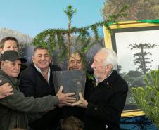 Curitiba, 24 de junho de 2025 - O governador em exercício Darci Piana plantou, no Dia Nacional da Araucária, nos jardins do Palácio Iguaçu, uma muda clonada de uma Araucaria angustifolia com cerca de 700 anos. Foto: Roberto Dziura Jr/AEN