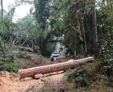 Paraná registra queda de 35,6% nos crimes ambientais contra a flora no 1º semestre