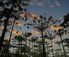 Paraná registra queda de 35,6% nos crimes ambientais contra a flora no 1º semestre