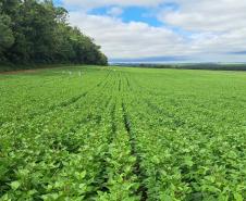 Paraná confirma novo recorde e liderança nacional na produção de feijão: 865 mil toneladas