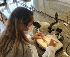Paraná tem queda de 85% nos casos de dengue em 2025, aponta Secretaria da Saúde