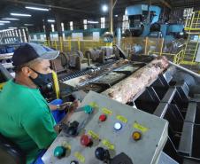 Com alta de 20,7%, Paraná consolida vice-liderança no valor da produção florestal