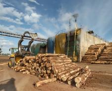 Com alta de 20,7%, Paraná consolida vice-liderança no valor da produção florestal
