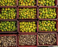 Mais de 17 mil toneladas de alimentos da agricultura familiar abastecem escolas do Paraná anualmente