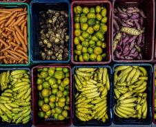 Mais de 17 mil toneladas de alimentos da agricultura familiar abastecem escolas do Paraná anualmente