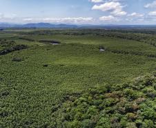 Paraná mais verde: Estado apresentou queda de 73% no desmatamento ilegal da Mata Atlântica entre 2023 e 2024.