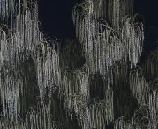 Agenda cultural tem "Quebra-Nozes", novas exposições no MIS-PR e Biblioteca cheia