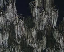 Três novidades no MON, Natal no Guaíra e estreia no MUPA estão na agenda cultural