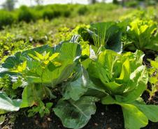 Instituto Água e Terra vai investir R$ 39,1 milhões em projetos de agroecologia em 21 municípios do Paraná.