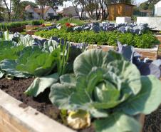 Instituto Água e Terra vai investir R$ 39,1 milhões em projetos de agroecologia em 21 municípios do Paraná.